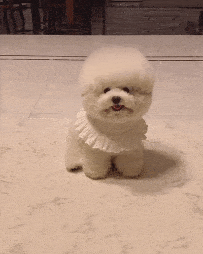 比熊宝宝真的就是棉花糖,不仅长得像糖,而且还能甜到人的心底