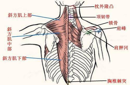 继续向下延伸至肩峰和肩胛冈上部位置,此为斜方肌中部.