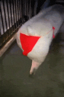 搞笑gif趣图妹子说她的舌头是贪吃舌见识一下