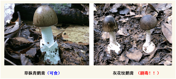 5ec7c7026f1c4181aa14e0177cc334a0.png