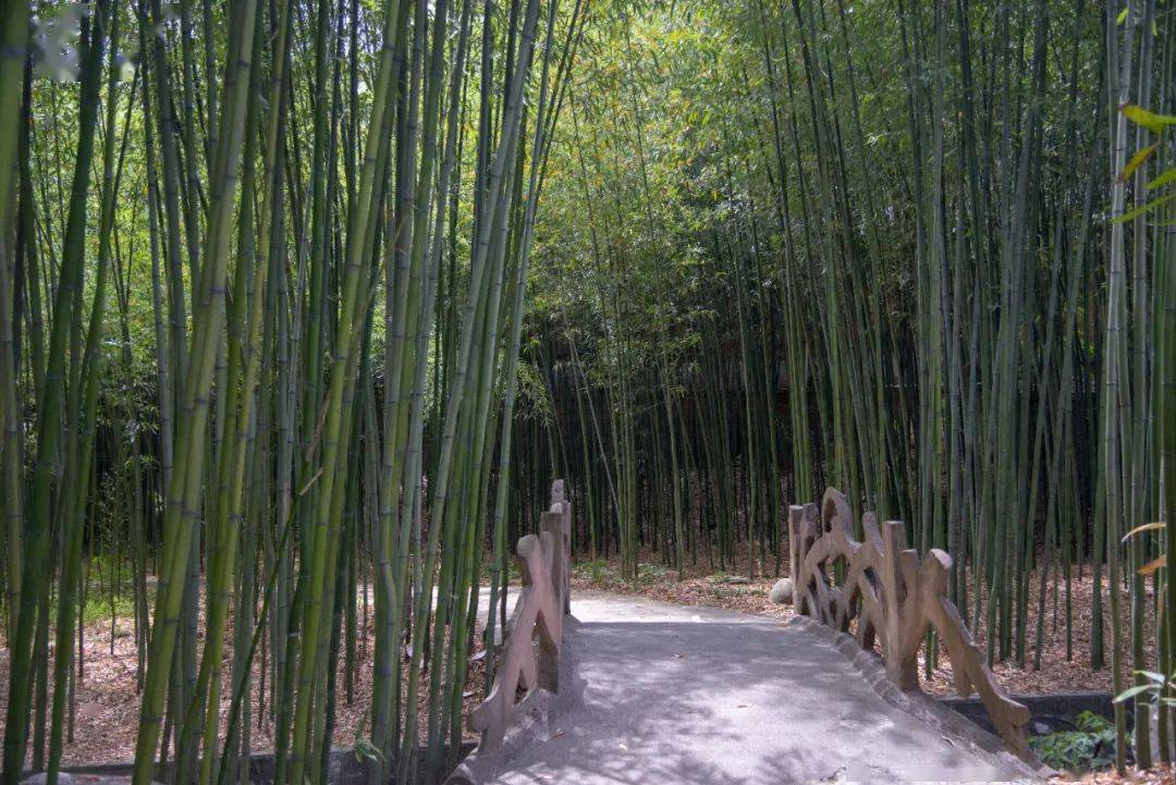 雨天,晴天都想逛的竹林!美!_竹子