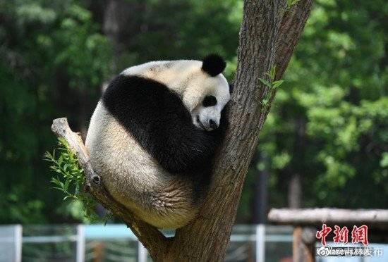 吉林长春大熊猫上树避暑憨态可掬