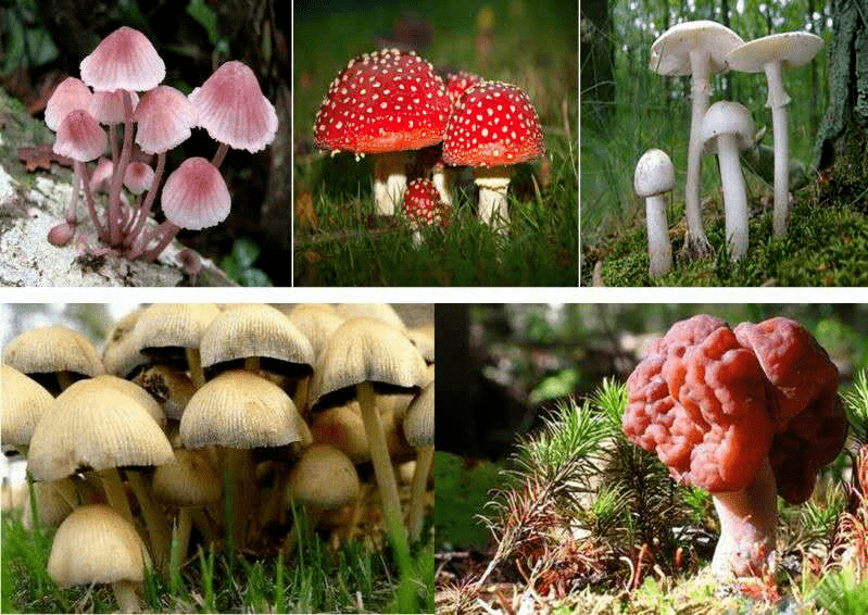 夏季警惕野生毒蘑菇中毒!