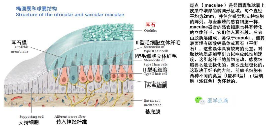 前庭感觉细胞的刺激转导前庭器官纤毛的特殊方向(壶腹嵴和斑)头部