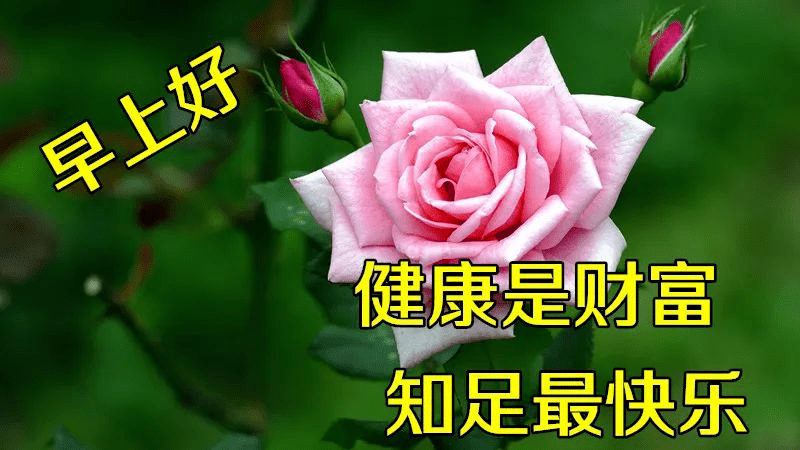 6张最新早上好表情动态图片鲜花带字推荐,温馨的鲜花早安图片带字带