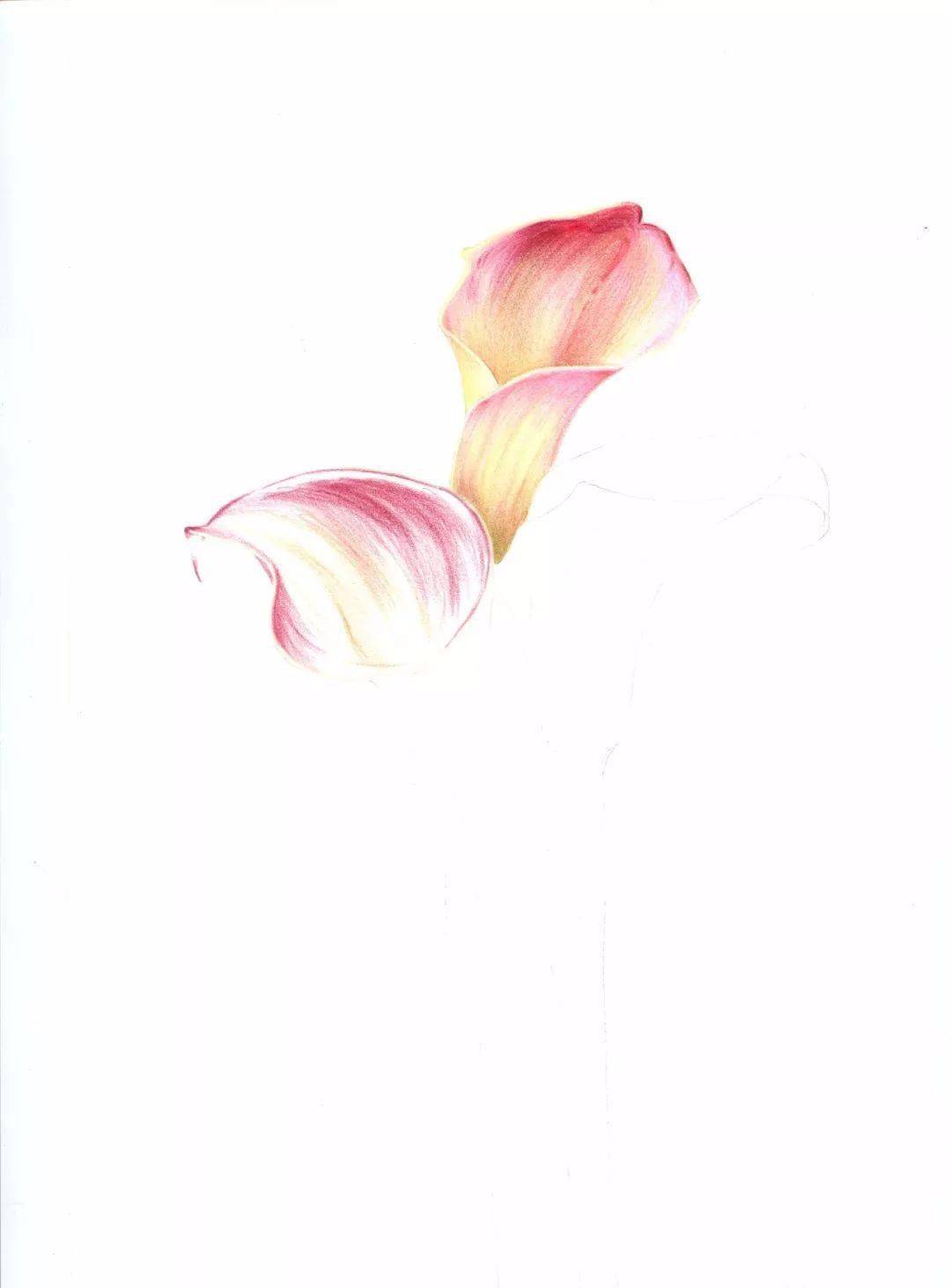 彩铅画入门教程 | 彩铅花卉-海芋花,过程步骤分享