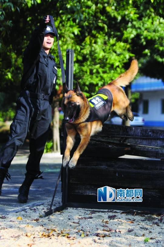 得知2只退役警犬寻领养人,江门100多市民报名了