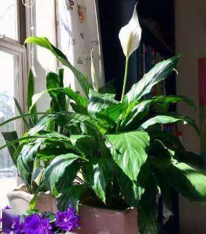 龟背竹怎么养护才能爆盆 fc92de3638fc4dc4922095811a4e8efd.jpeg