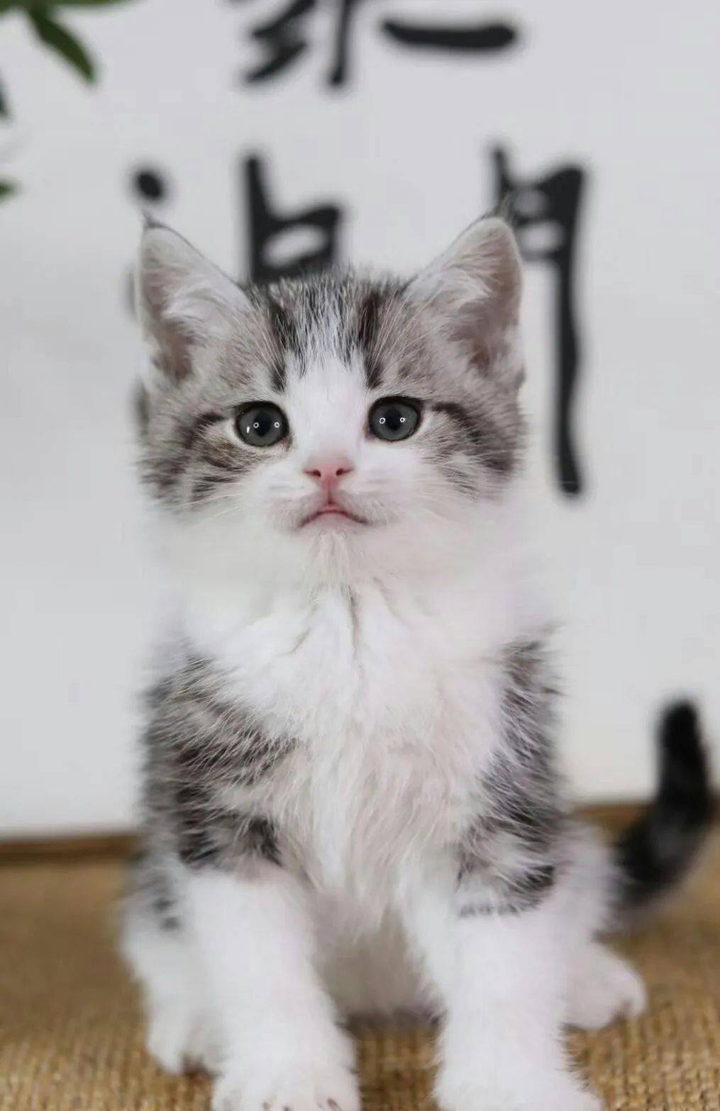 猫咪怎么样会流产 87e01d6390ea4338a4ece9892cd5a56a.jpeg