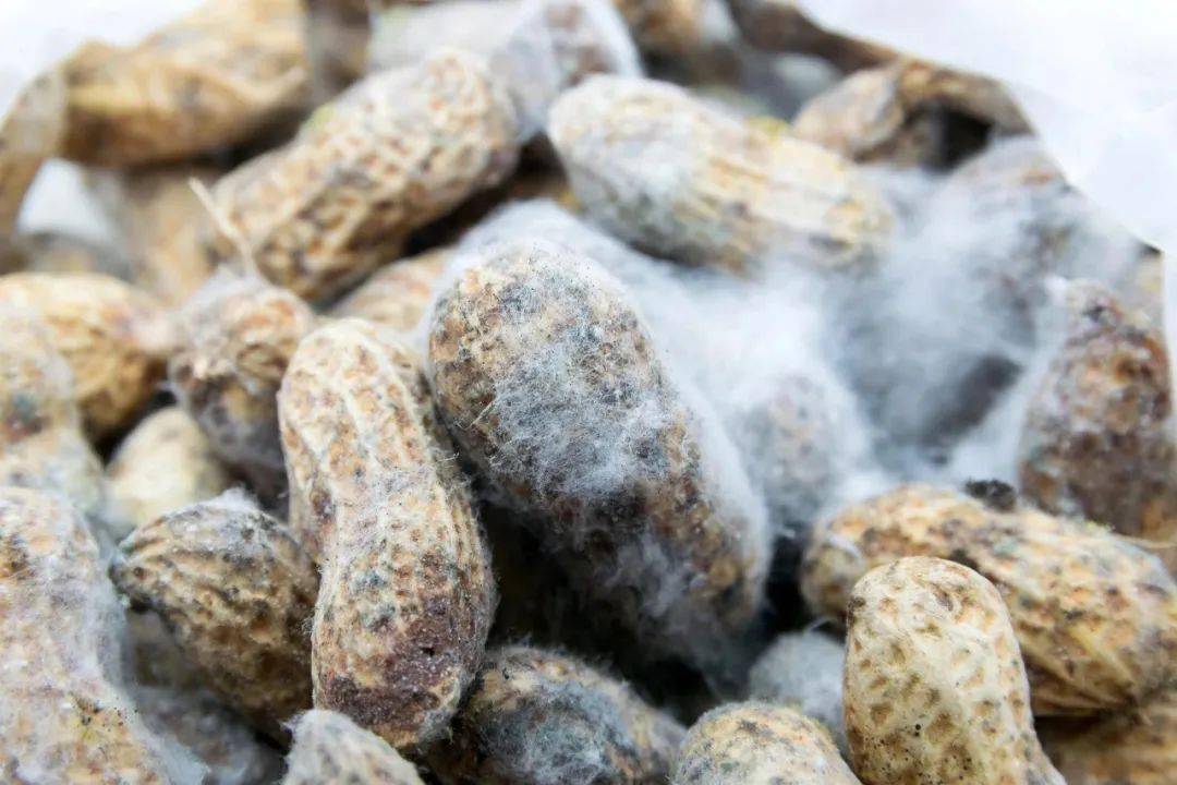 花生发霉 来自搜狐网