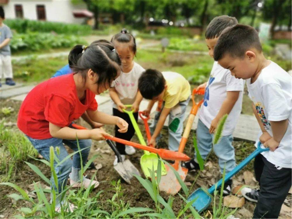 课程孵化:大蒜收获记——鹤琴幼儿园总部小八班种植活动之收获篇