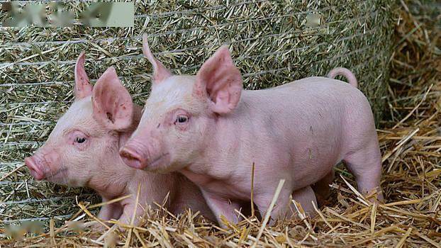 今日全国生猪最新报价广西 d8e23d539a2c4d5ea3255858e789f083.jpeg