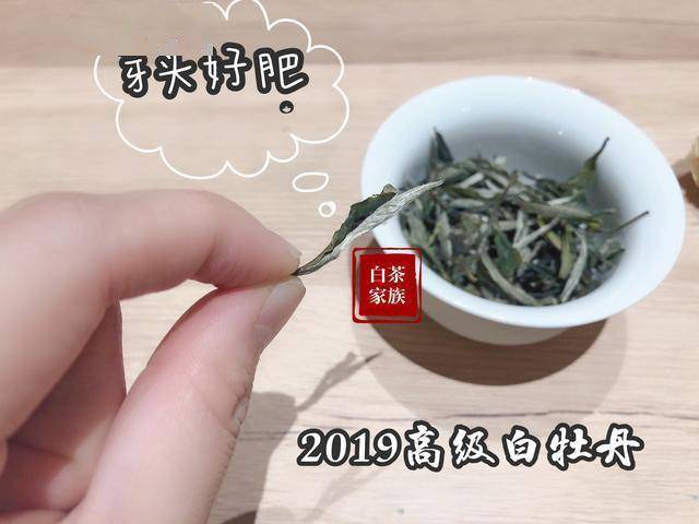 白茶排名_安吉白茶(2)