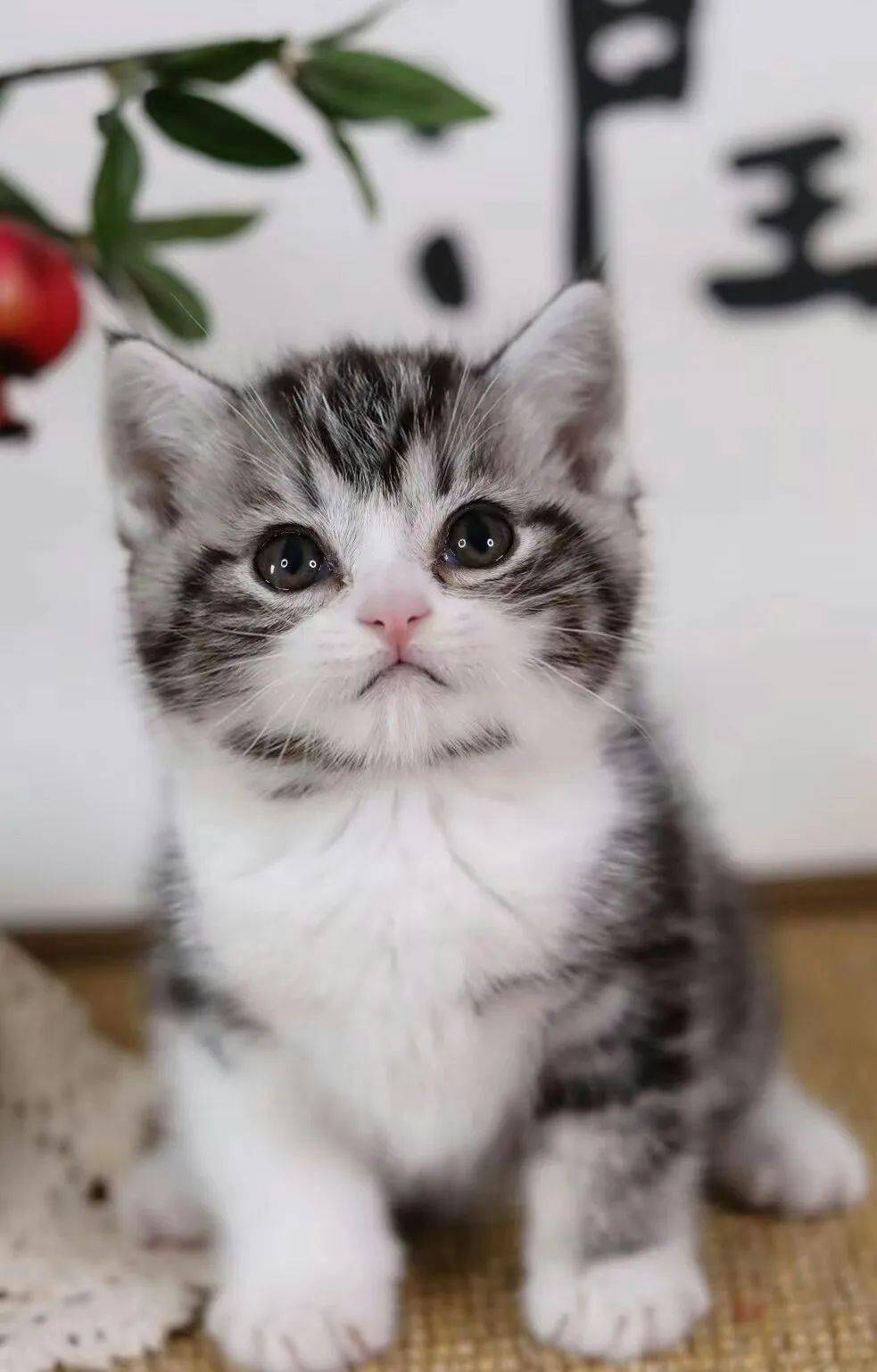 各个年龄段的猫的样子 df887deda4ff4f009057e3e96f43cff0.jpeg