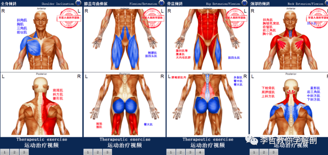如何测量身体肌肉量 ed1f978e46804ce1b34da368bee898dd.png
