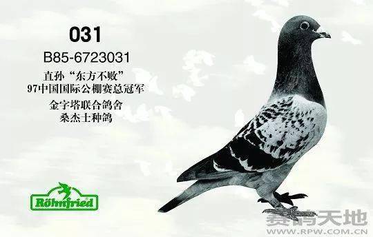 "乔斯.桑杰士"鸽系的特点