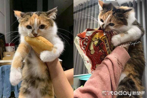 贼猫化身小怪兽光速叼饭团见它才松口