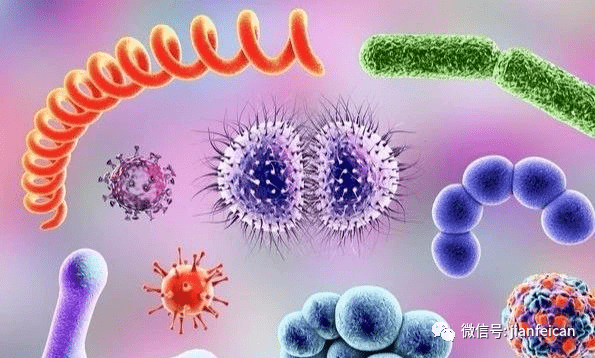 胶原三肽益生菌减肥怎么吃