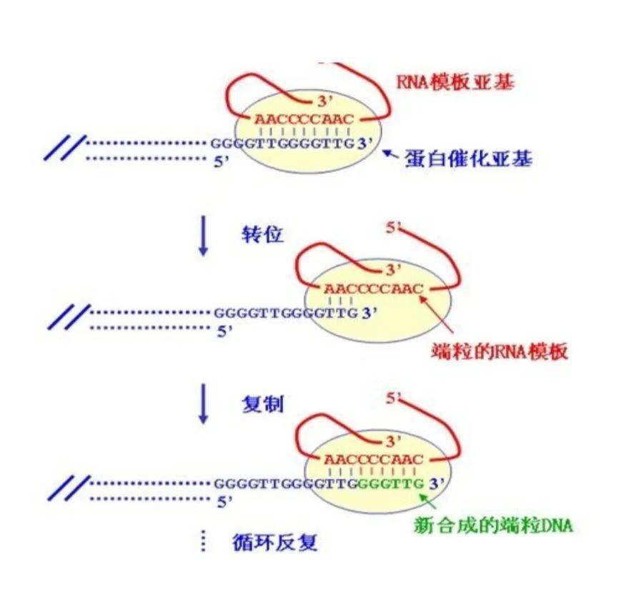 趣科研细胞保护者端粒和端粒酶