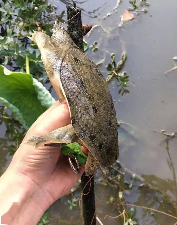 如何用猪肝钓甲鱼运气好的时候一天能钓十几只