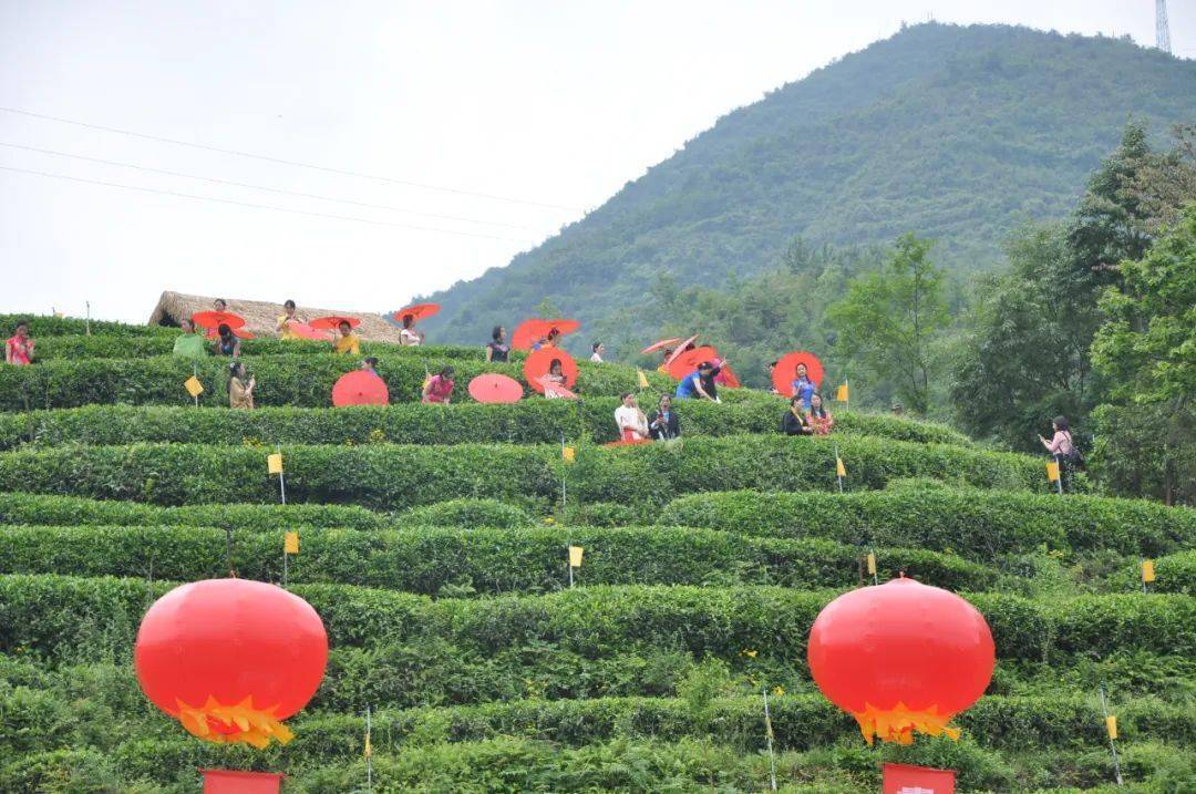 寻找青川"最红"的您,茶园,茶叶免费送.