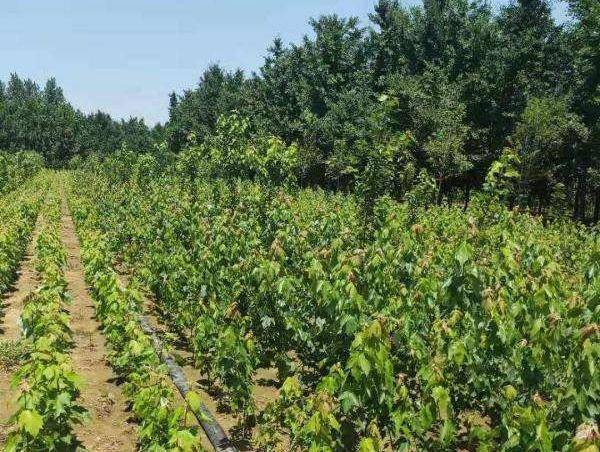 啥是五角枫 7e758ebf544b4b5fa1ea64c42ebcd683.jpeg