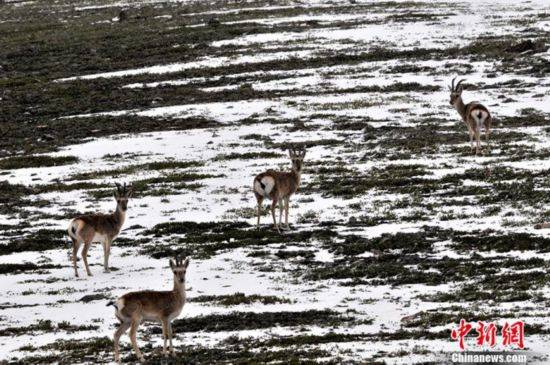 鼓浪屿|文化和自然遗产日来了 这些珍贵世界遗产你了解多少？
