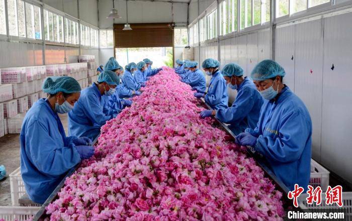 高原|四川小金县：高原玫瑰成为村民“致富花”