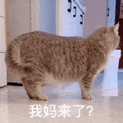 网红猫咪 | 熊仔表情包 第六弹