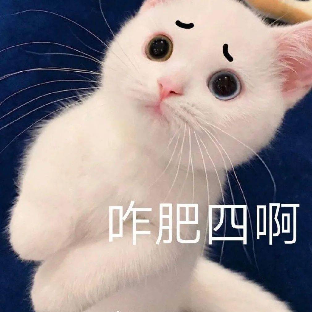 网红猫咪 | 小奶猫蛋崽表情包(二)