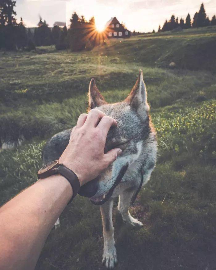 超酷的捷克狼犬,国内极为稀有,看图饱眼福!