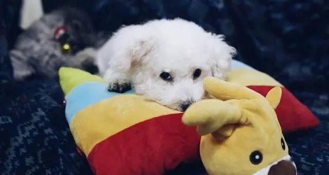 狗为啥喜欢挨着人睡 34325a478090492ab397c14ddb53ad7e.jpeg