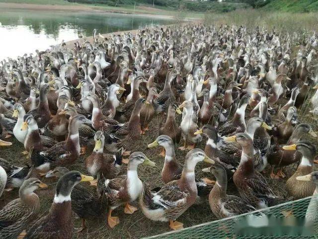 狮头鹅的做法和配方 635a747f953341fd844d2a85a577809e.jpeg