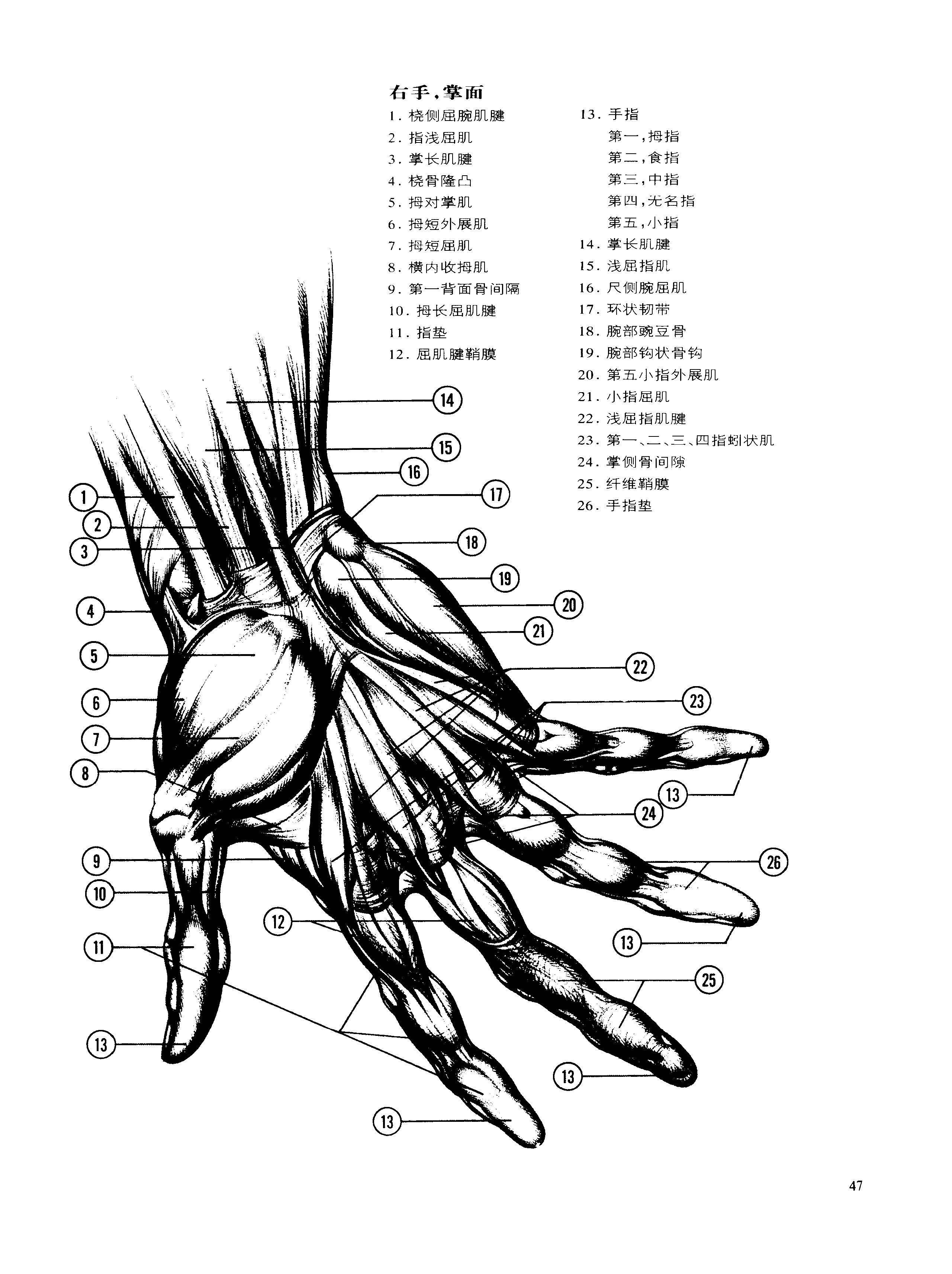 动态素描手部结构解剖与结构伯恩霍加思