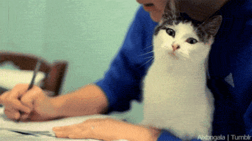 500_281gif 动态图 动图