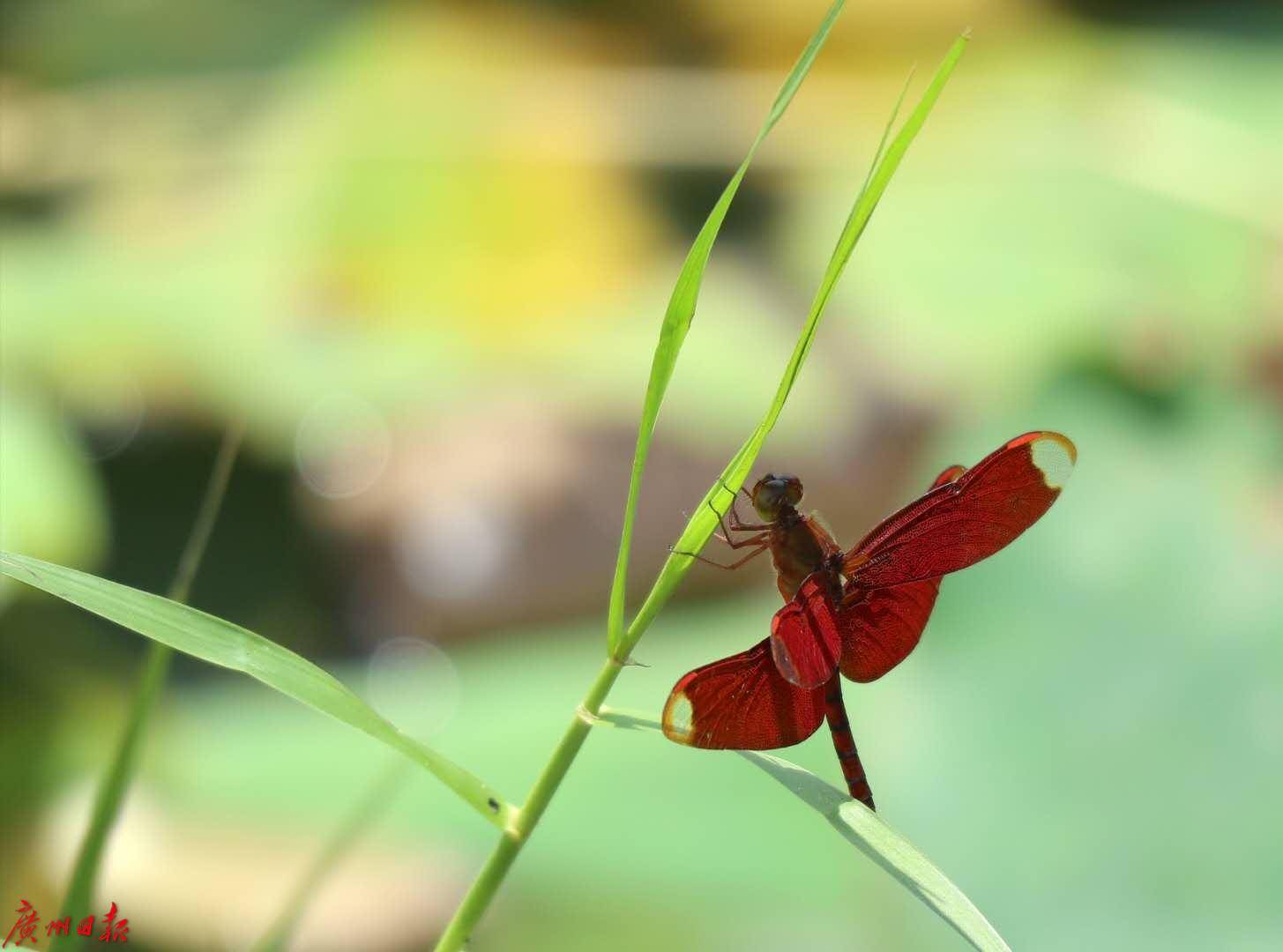 像一把把大伞,绿色的荷叶衬托着粉红色的荷花,引来无数红蜻蜓和小蜜蜂