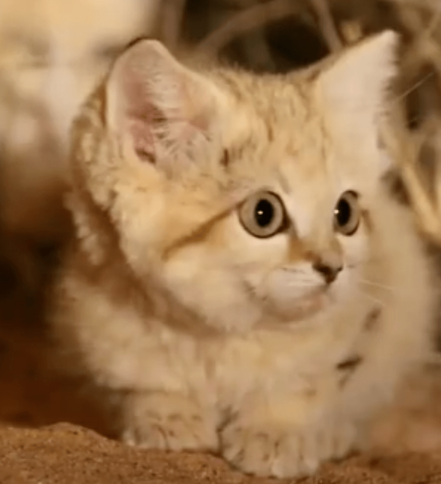 频危动物:荒漠猫