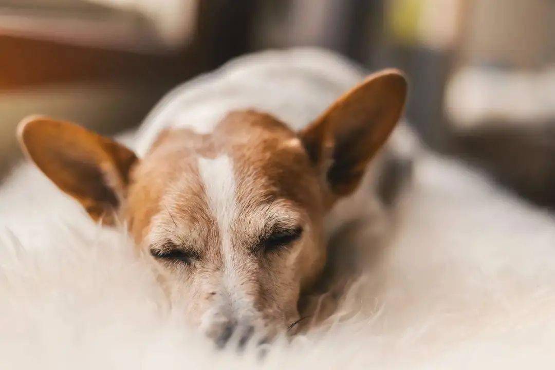 狗为啥吃不饱 f209b320319a438aa2e5d4408e71fa82.jpeg