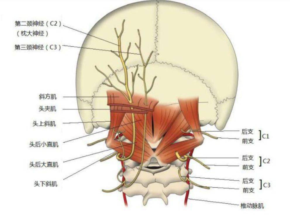 颈源性头痛神经角度颈源性疼痛从局部入手一般与神经,关节,肌肉这三个