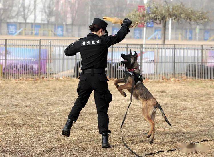 北京克隆警犬接受基础训练各项指标均优于普通警犬