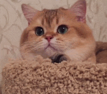 猫界中的土豪金---金渐层猫,3款常见色,哪一款是你的最爱?