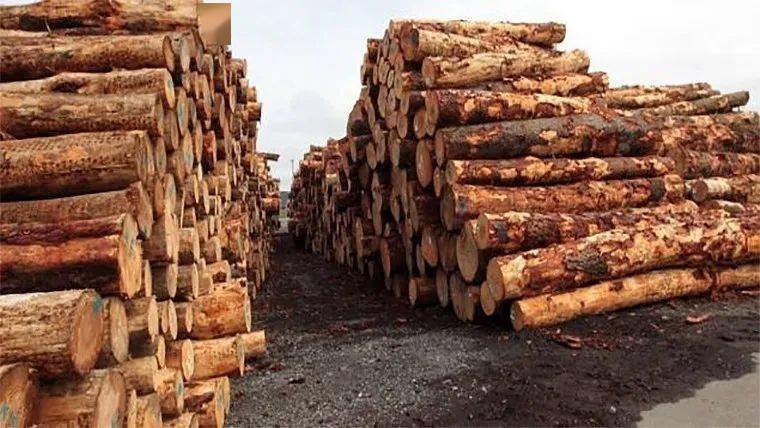 国内外木材市场新动态