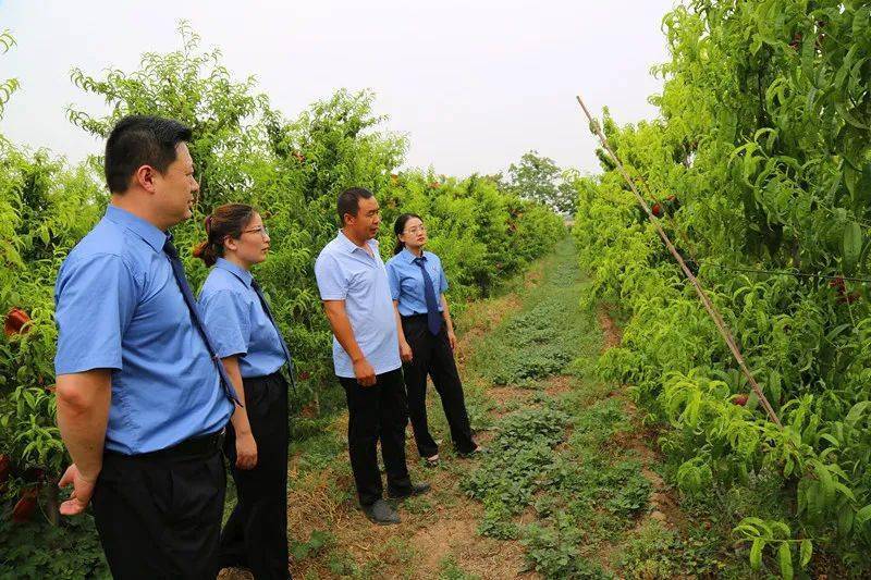 6月12日,该院通过走访卫辉市政协委员,桃产业协会会长刘克帅和卫辉市