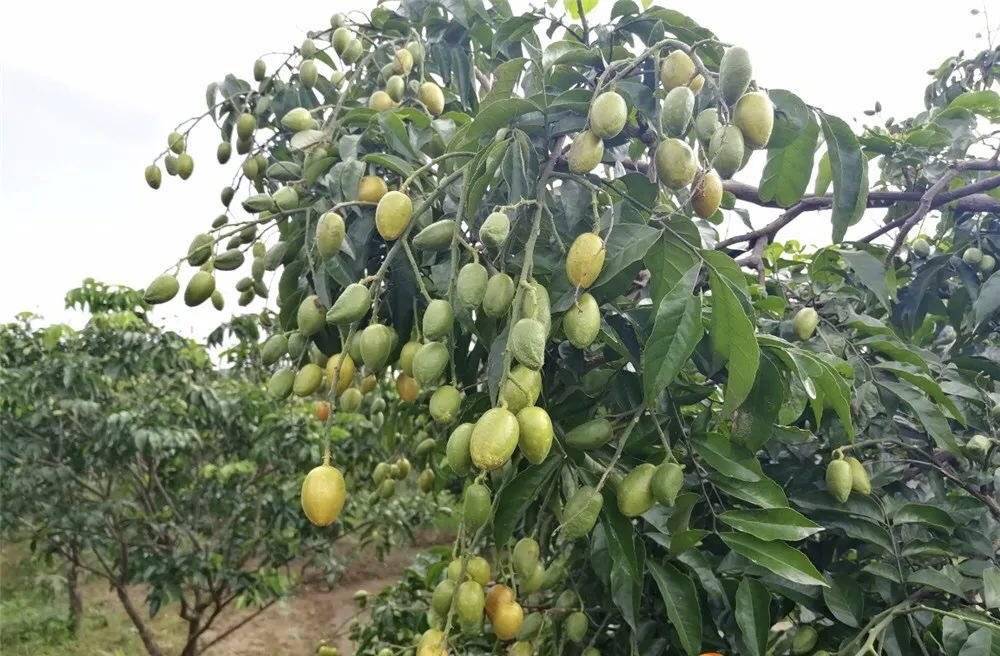 黄皮是几月份吃 daeb8458fdf04b01bcb22603950fde3c.jpeg