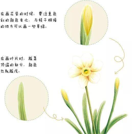 彩铅花卉基础入门教程水仙花的画法步骤过程