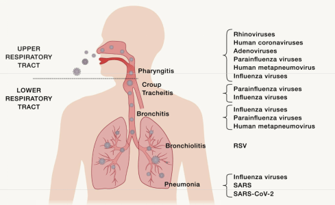 喉咙痛的原理_后溪穴 头项强痛 目赤 耳聋 咽喉肿痛 腰背痛(3)