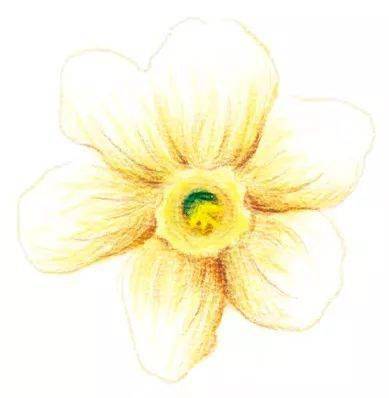 彩铅花卉基础入门教程水仙花的画法步骤过程