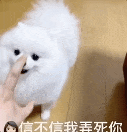狗用行动教会我: