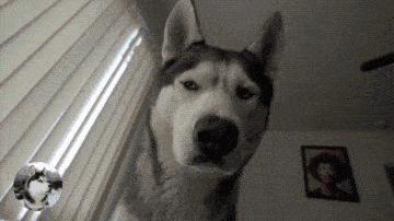 汪就这么  静静的看着你 当你醒来看到这一幕,怕不怕~ 让铲屎官多