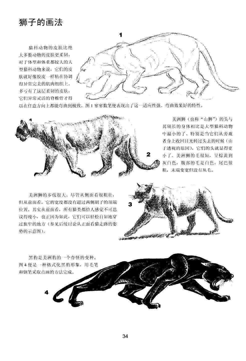 世界绘画经典教程:动物素描